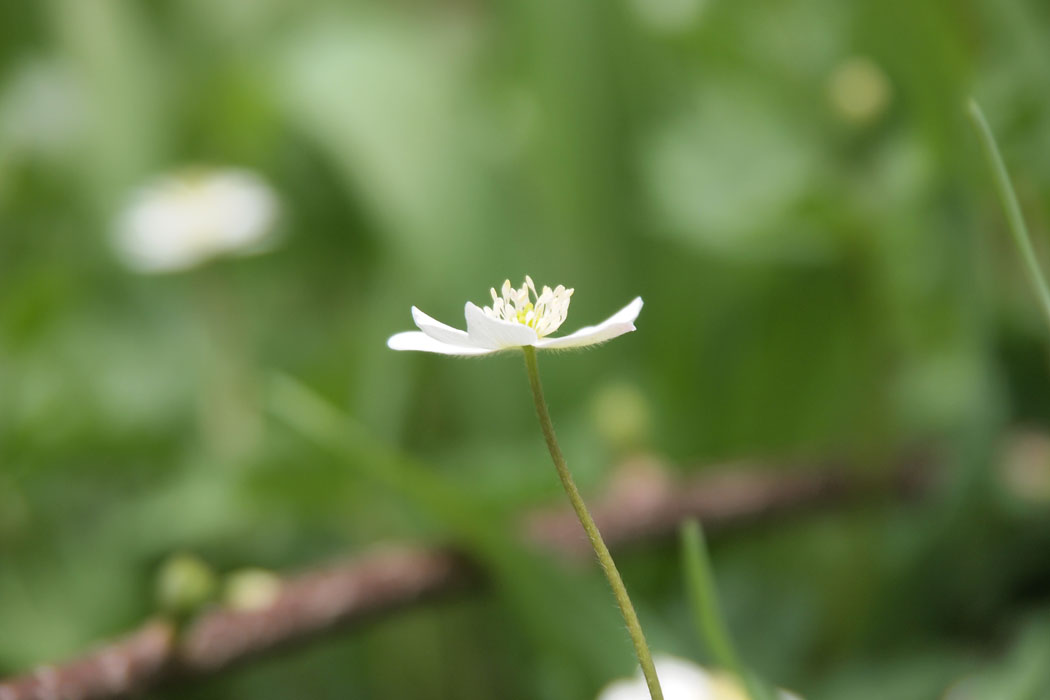 親海湿原と書いて「およみしつげん」と読みます　隣の姫川源流では多くの花が咲いていましたが、ここは６月以降が良さそうです　また来るね